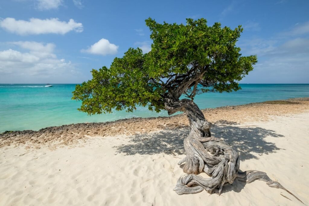 15 Best Beaches In Aruba